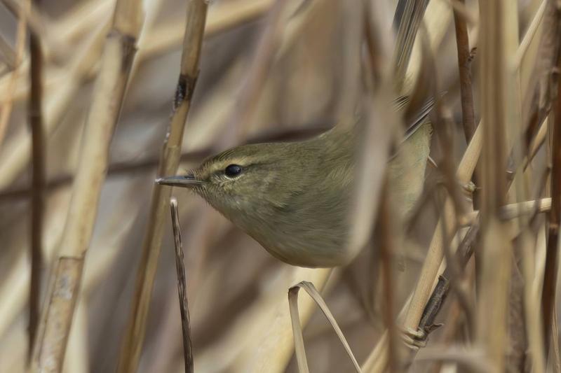 08 9801NR-thumb-800xauto-